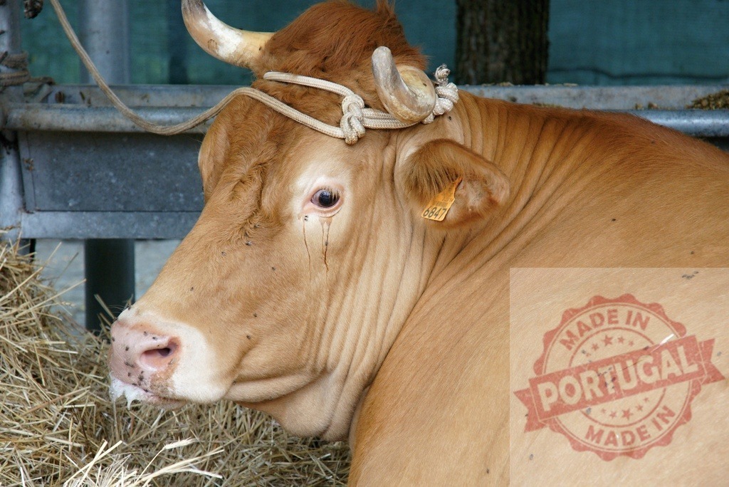 Brown cow resting indoors with ear tag and rope | Cattle head showing one horn, ear tag, and rope details indoors - Realized with Pictrs.com