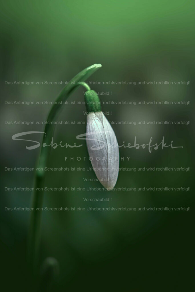 Wandbild Schneeglöckchen im Grünen | Schneeglöckchen sind kleine weiße Blumen, die im späten Winter oder frühen Frühling blühen. Sie sind bekannt für ihr zartes Aussehen und gelten oft als Symbol für Hoffnung und Erneuerung. Schneeglöckchen sind in Gärten und Wäldern in ganz Europa verbreitet. - Realisiert mit Pictrs.com