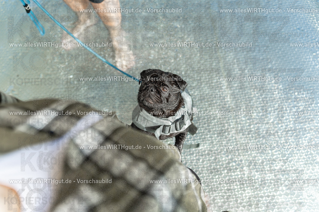 Hundeschwimmen_Volksbad_2026-allesWIRTHgut_Tierfotografie-2609061443-7R501206 | Professionelle Tierfotografie in Mönchengladbach von Daniel Wirth (allesWIRTHgut). Liebevolle & natürliche Bilder von Hunden & Katzen für unvergessliche Erinnerungen.