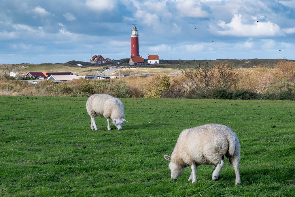 Schafe auf Texel | Eine idyllische Landschaftsaufnahme auf der Insel Texel, die zwei grasende Schafe auf einer grünen Weide im Vordergrund zeigt. Im Hintergrund erhebt sich markant der berühmte rote Leuchtturm (Eierland) hinter einer Dünenkette und einigen Küstenhäusern. Der weite Himmel mit seinen bauschigen Schönwetterwolken unterstreicht die friedliche, ländliche Atmosphäre der niederländischen Küste. - Realisiert mit Pictrs.com