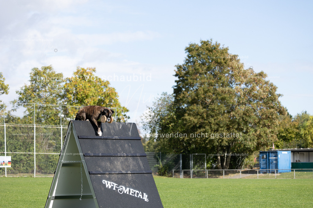 _16A6998 | Einzigartige Fotos von Hunden & Menschen –Actionfotos, Portraits, Vereinsaufnahmen & Paarshootings – authentisch, lebendig & mit Herz.
