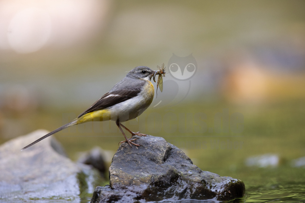 20220605091331 | Die Gebirgsstelze oder Bergstelze ist eine Singvogelart aus der Familie der Stelzen und Pieper. Die sehr langschwänzige, oberseits graue und unterseits intensiv gelbe Stelze besiedelt schnell fließende, meist bewaldete Gewässer und ernährt sich vorwiegend von Insekten und deren Larven. - Realisiert mit Pictrs.com