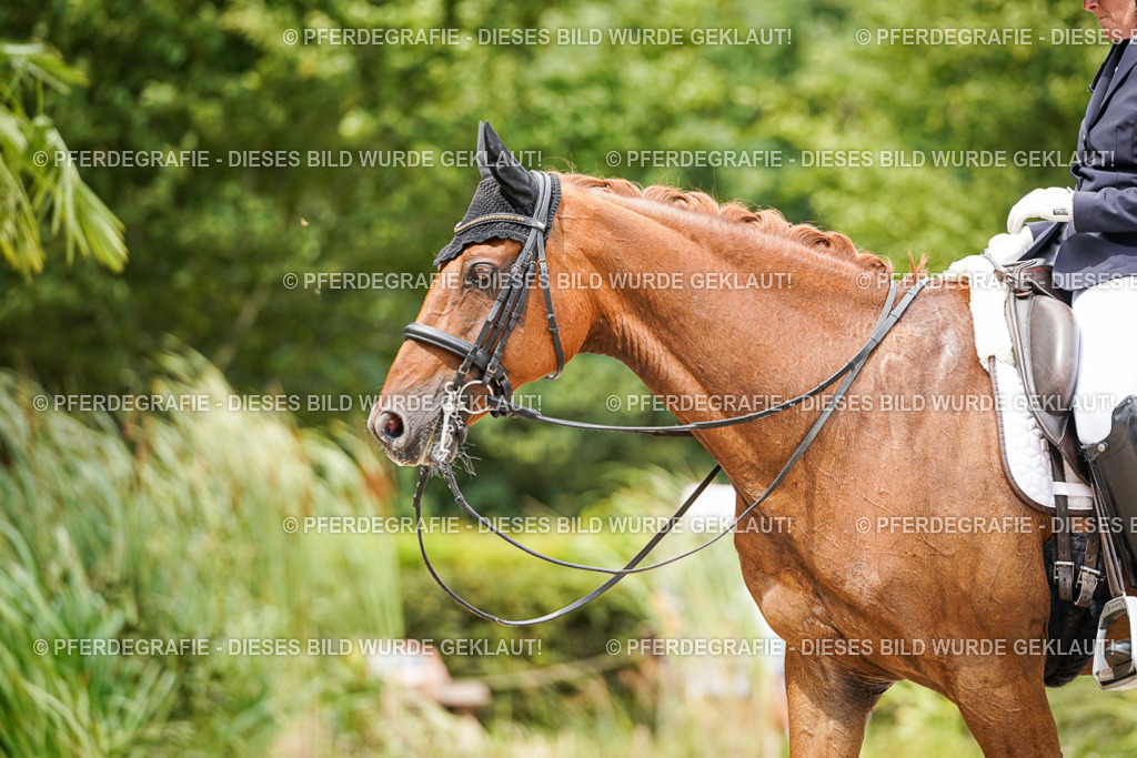 DSC05079 | Pferdegrafie