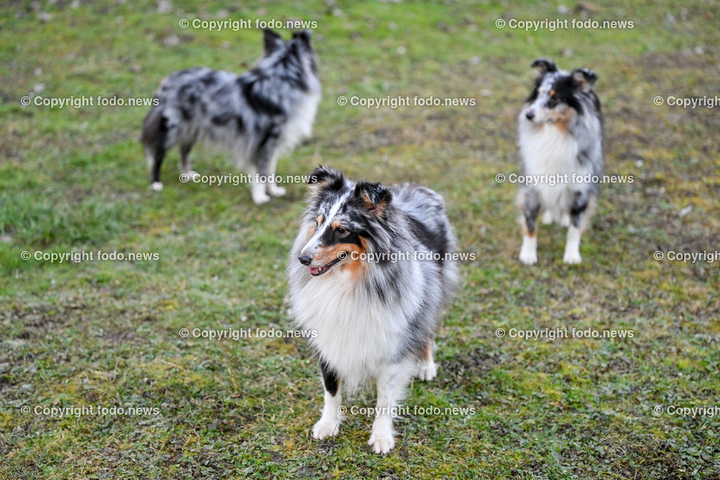 Hunde_ 26.12.2024-8 | 28.012.2024, Povazska Bystrica, SVK, Themenbild, Hunde, im Bild Dog, Hund, Hunde, Rasse, Wiese, laufen, spielen, Sheltie, Shetland Sheepdog, Huetehund, Wachhund, Rudel