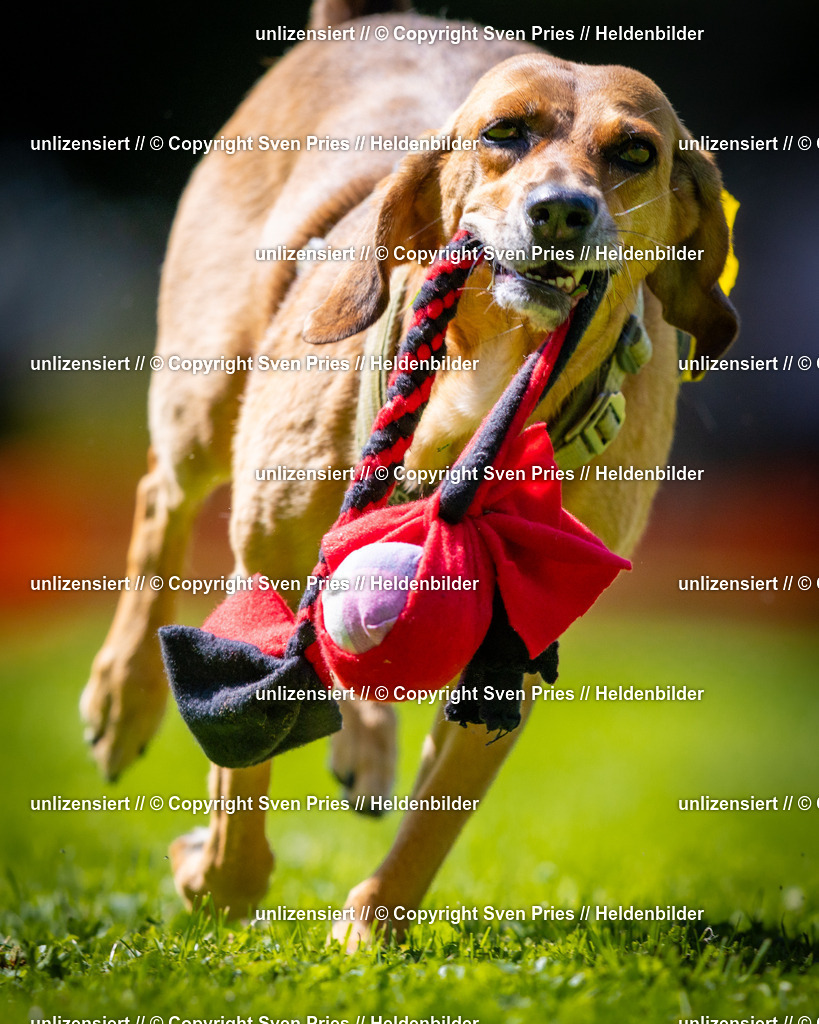 Sven Pries | 2025-08-10 - Hunderennen Durlach - Realisiert mit Pictrs.com