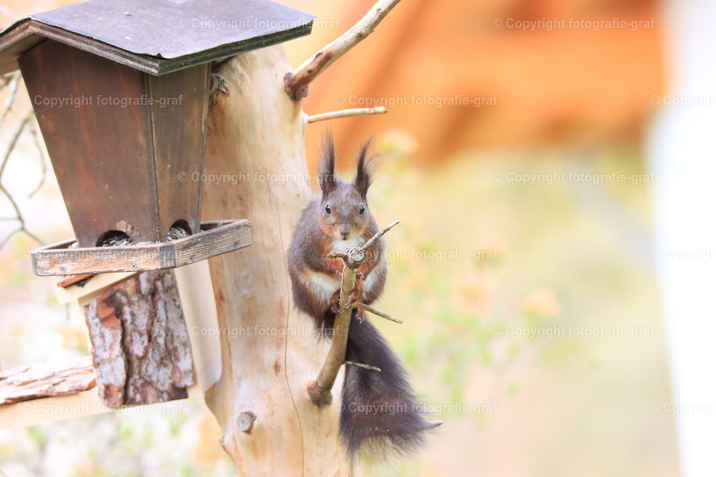 IMG_0616 | fotografie-graf - Realisiert mit Pictrs.com