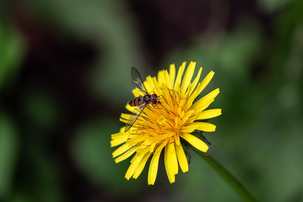 DSCF0556-3 | Tier- & Landschaftsfotografie und Porträtshootings. Entdecke einzigartige Fotokunst als Wandbild, Tasse oder Mauspad – mit Leidenschaft fotografiert - Realisiert mit Pictrs.com