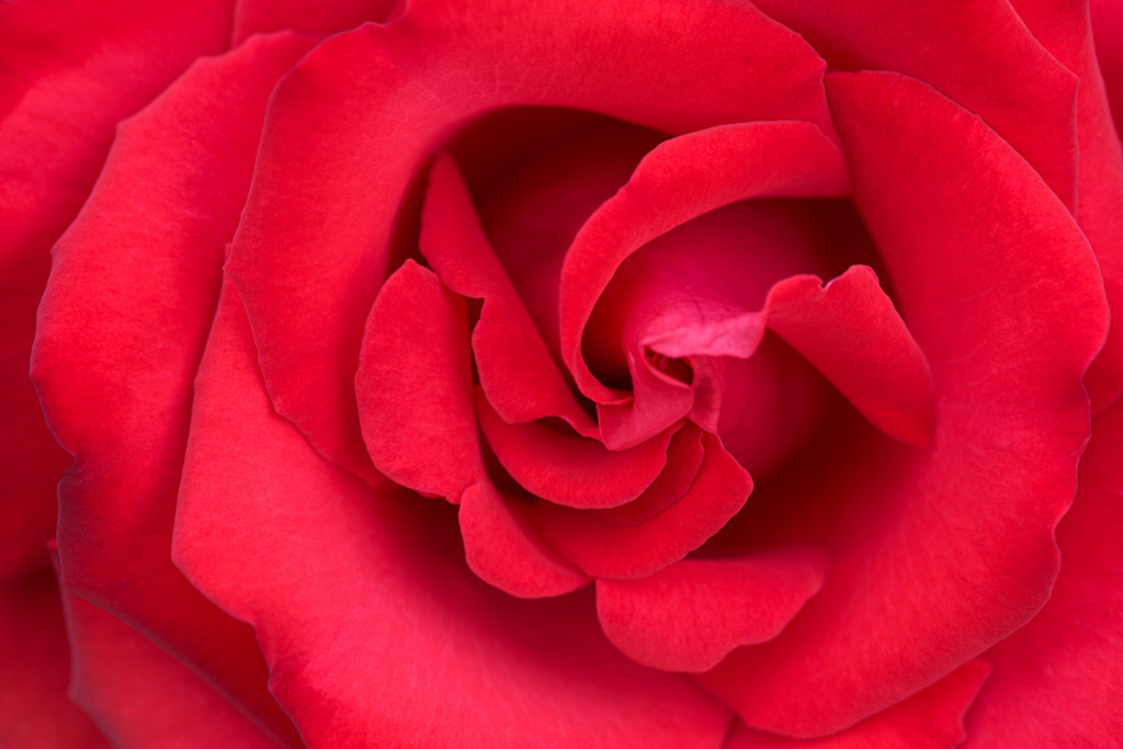 teehybride-eliza-vb | Entdecken Sie hochwertige Kunstdrucke im Online-Shop von Rainer Plett. Die Fotografien umfassen norddeutsche Landschaften, Blumen, Tiere, Natur und Sehenswürdigkeiten. Erfreuen Sie sich an auserlesenen Motiven aus Schleswig-Holstein und Hamburg. - Realisiert mit Pictrs.com