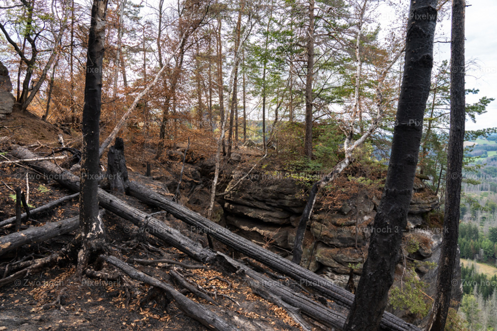 Obere_Affensteinpromenade_Waldbrand_Baumstamm_Abhang | 2022-09-02_Waldbrandgebiete_2 - Realisiert mit Pictrs.com