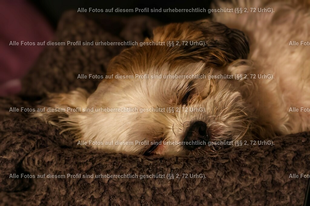 20240226203707_0C4A1965-01_3 | krollfotografie - Realisiert mit Pictrs.com