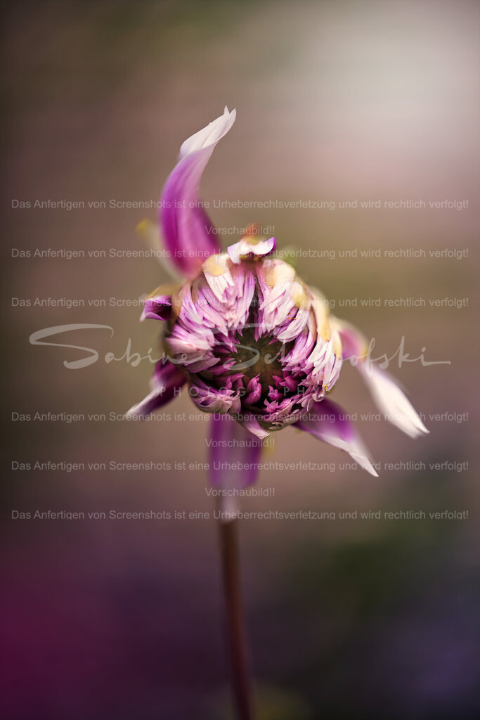 Wandbild "Swinging Dahlia" | People- und Tierfotografie, Imageaufnahmen, Veranstaltungsfotografie und Wandbilder aus der Natur ★ Made in Germany ✔️ Druck + Downloads ✔️ Naturfotografie in Top Qualität ★ schneller Versand, weltweite Lieferung! - Realisiert mit Pictrs.com
