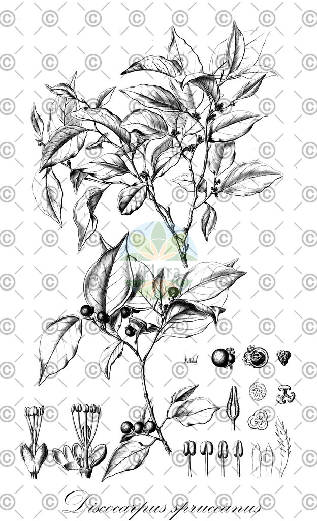 HistAbb_wfo-0000944649_1_ENZY_Simple | Historische Abbildung von Discocarpus spruceanus - Phyllanthaceae | Historical Illustration of Discocarpus spruceanus - Phyllanthaceae