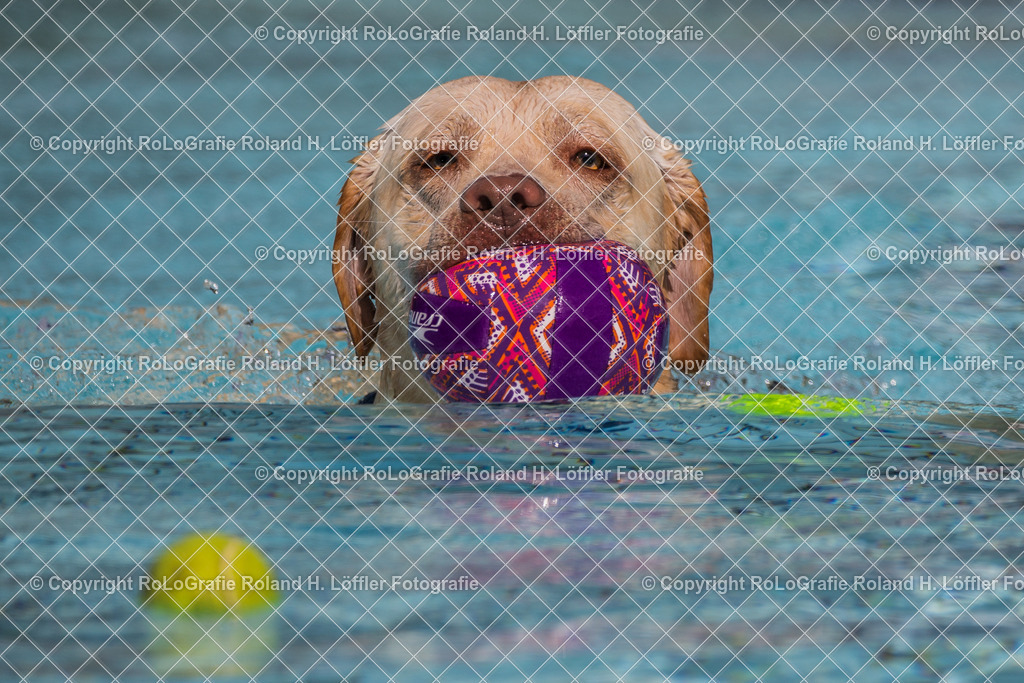 Hundebaden-06 | Labrador schwimmt im Freibad mit Ball im Maul - Realisiert mit Pictrs.com