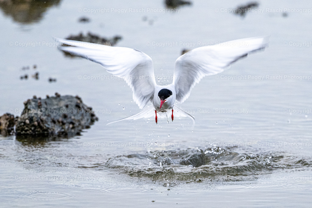 Küstenseeschwalbe | Küstenseeschwalbe - Realisiert mit Pictrs.com