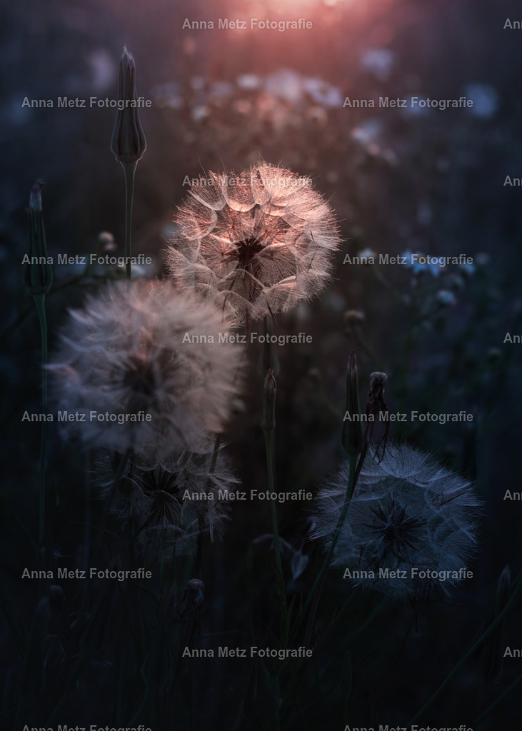 IMG_8621 | anna-metz - Realisiert mit Pictrs.com