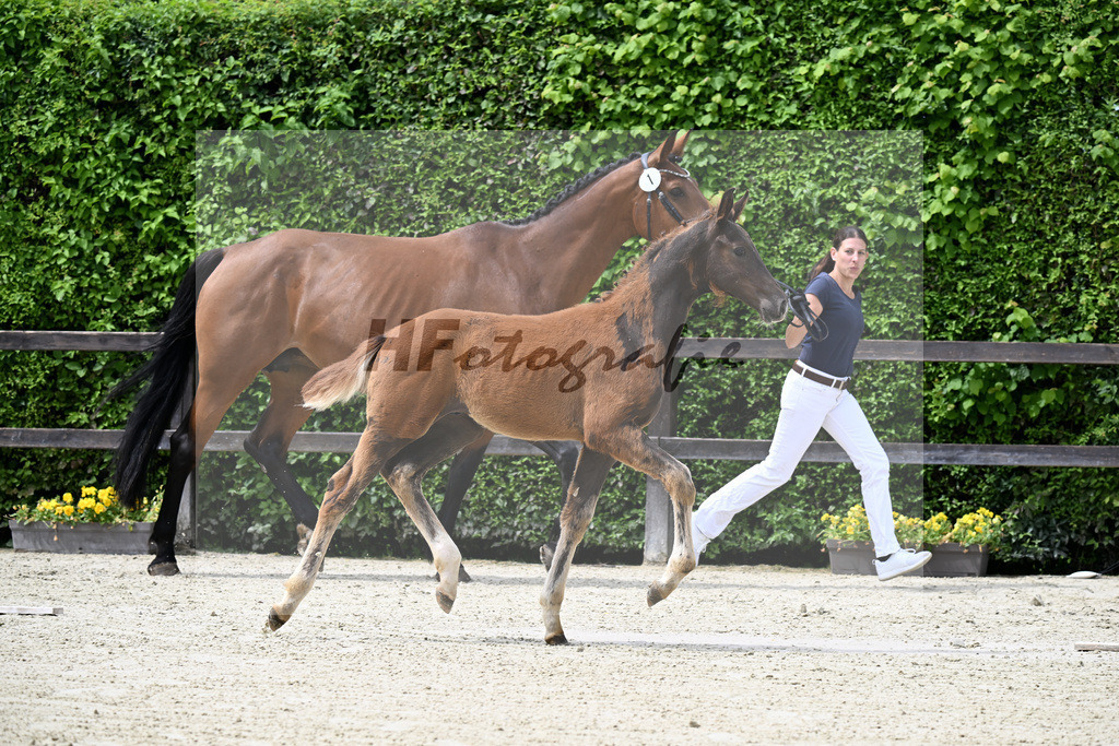 Kat-Nr. 1 Bonds x Antango_Fink_25240153 | hf-fotografie - Realisiert mit Pictrs.com