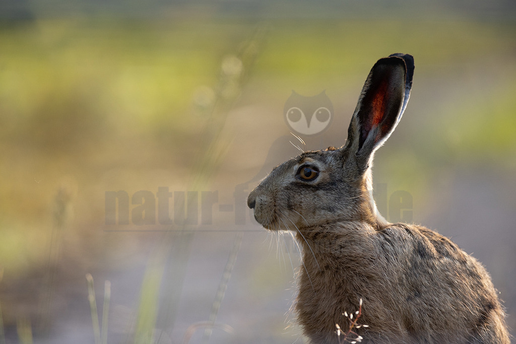 20220612191424-4 | Der Feldhase, kurz auch Hase genannt, ist ein Säugetier aus der Familie der Hasen. Die Art besiedelt offene und halboffene Landschaften. Das natürliche Verbreitungsgebiet umfasst weite Teile der südwestlichen Paläarktis; durch zahlreiche Einbürgerungen kommt der Feldhase heute jedoch auf fast allen Kontinenten vor. - Realisiert mit Pictrs.com
