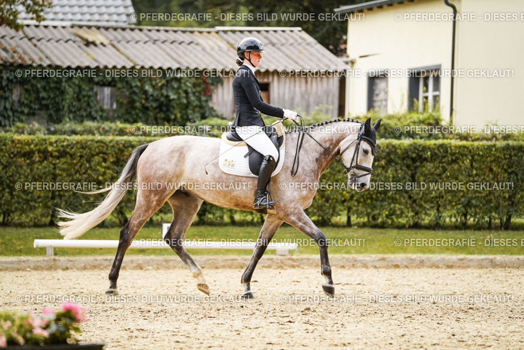 DSC01464 | Pferdegrafie