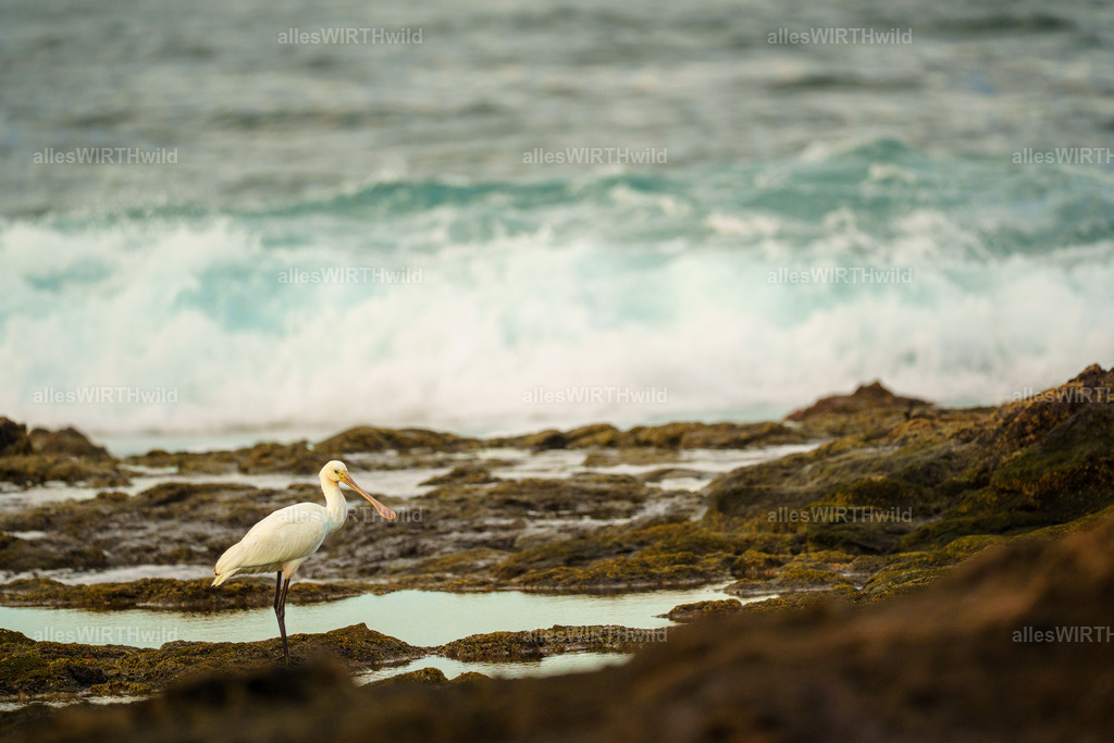 allesWIRTHgut Tierfotografie - allesWIRTHgut.de - 7IV08319 | Entdecke die faszinierende Welt der Natur- und Wildlife-Fotografie von Daniel und Bärbel. Inspirierende Bilder von wilden Tieren und kleinen Naturwundern.