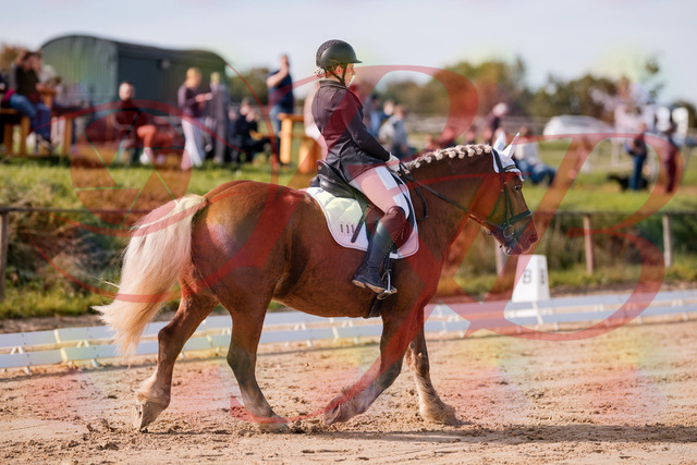 2026_10_03_Siefer-Hof_114149_Z81_85020644 | Professionelle Reitsport-, Turnier- und Eventfotografie von Robert Broda. Galerien mit ausgewählten und bearbeiteten Bildern direkt online ansehen und bestellen.