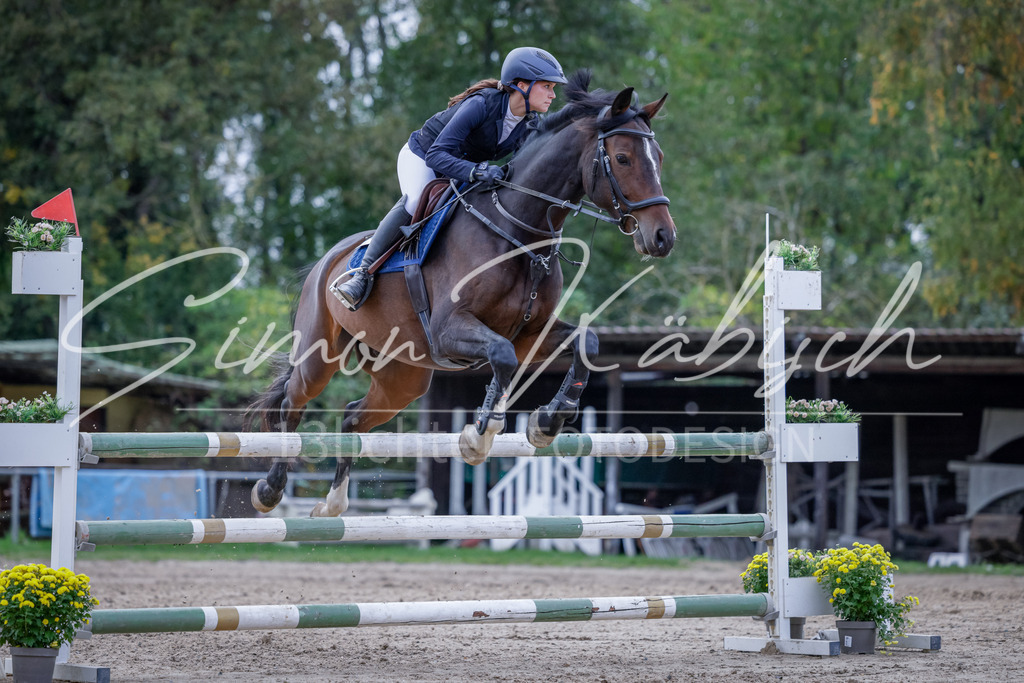 20251012-_3LI5166 | Tierfotografie Pferde, Hunde, Katzen, Haustiere.
Turnierfotografie Reitturniere, Reiten, Springreiten, Dressur in Hanau, dem Main-Kinzig-Kreis und dem Rhein-Main- Gebiet um Frankfurt