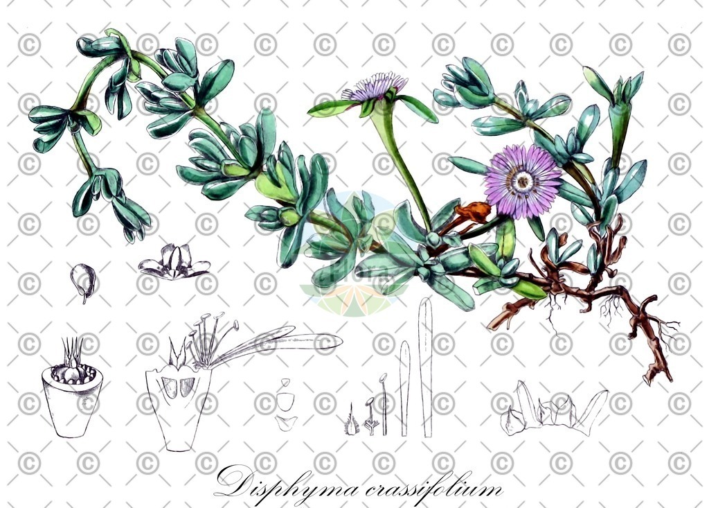 HistAbb_wfo-0000765532_1_ENZY_Simple | Historische Abbildung von Disphyma crassifolium - Aizoaceae | Historical Illustration of Disphyma crassifolium - Aizoaceae