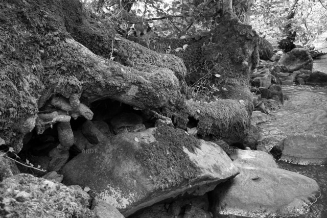Baum Füße 6 | ARDT Foto Kunst