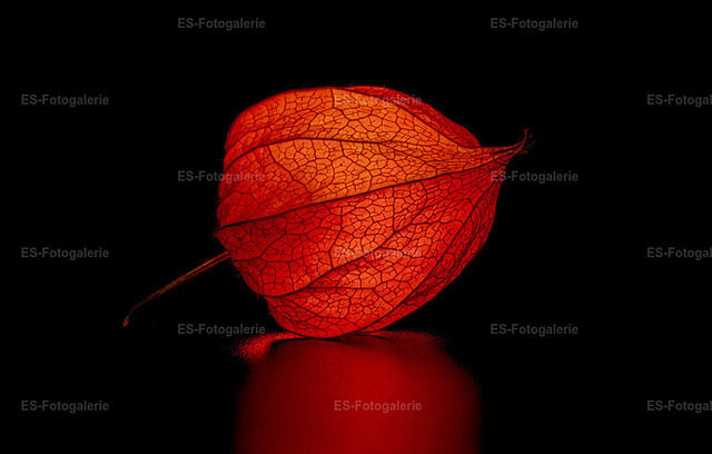 Leuchtende Physalis im Makro