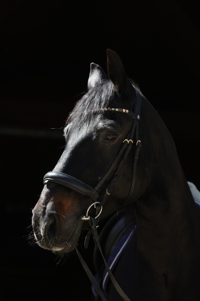 0P6A8661 | Willkommen bei Brunnmayr - Design & Fotografie – Ihrem Spezialisten für Reitturniere und Pferdeveranstaltungen in Oberösterreich, Salzburg und Bayern! Seit über 17 Jahren sind wir leidenschaftlich dabei.