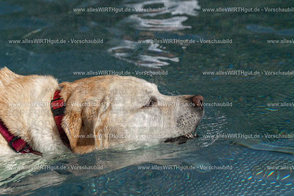 Hundeschwimmen_Volksbad_2026-allesWIRTHgut_Tierfotografie-2609061456-FAY07016 | Professionelle Tierfotografie in Mönchengladbach von Daniel Wirth (allesWIRTHgut). Liebevolle & natürliche Bilder von Hunden & Katzen für unvergessliche Erinnerungen.