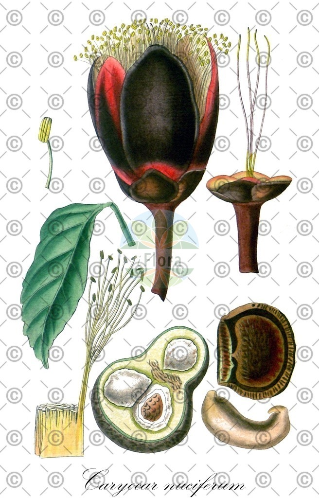 HistAbb_wfo-0000808268_3_ENZY_Simple | Historische Abbildung von Caryocar nuciferum - Caryocaraceae | Historical Illustration of Caryocar nuciferum - Caryocaraceae