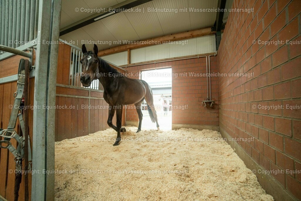 20190409_Einstreu_in_Pferdebox_0013 | Foto: Thomas Hartig