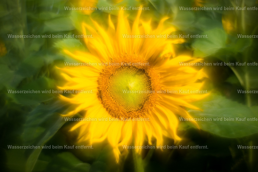 Die Sonne strahlt im Zentrum deines Seins | Die Botschaft zum Bild lautet: Es werden vertrieben dunkle Gedanken, es werden vertrieben Grübeleien, es werden vertrieben Depressionen, es werden vertrieben Schuldgefühle. Einzig und allein die Sonne scheint in deinem wahren Sein. Genieße die Strahlen.