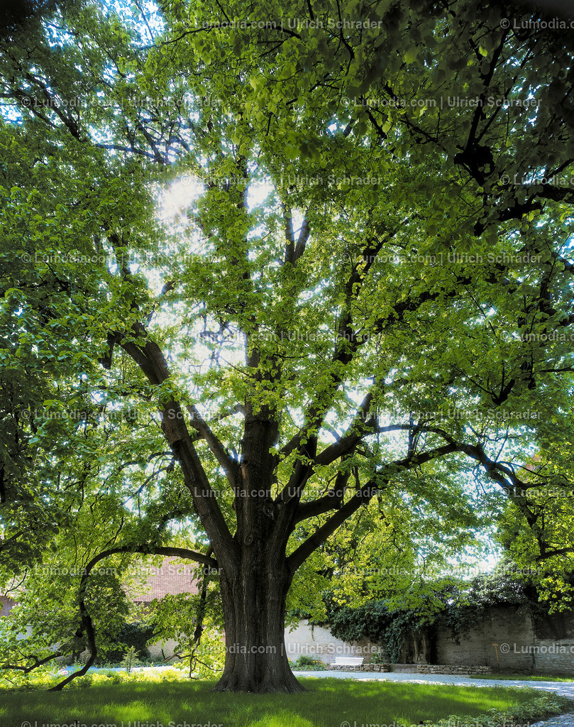 100491-2495 - Linde im Kloster Drübeck | Stockfoto und Bilderpool mit Bildmaterial aus Deutschland, dem Harz, Halberstadt, Quedlinburg, Wernigerode und weltweit. Qualitativ hochwertige und professionelle Fotos anschauen und kaufen. - Realisiert mit Pictrs.com