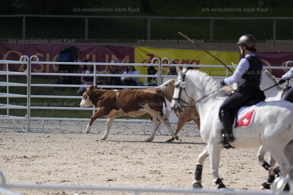 PI26_COW_Stoibphotography_DSC5106.JPG | working equitationturnier fotograf videograf stoibphotography marixx film working equitation deutschland reitsport turnierfotografie eventfotografie equestrian events