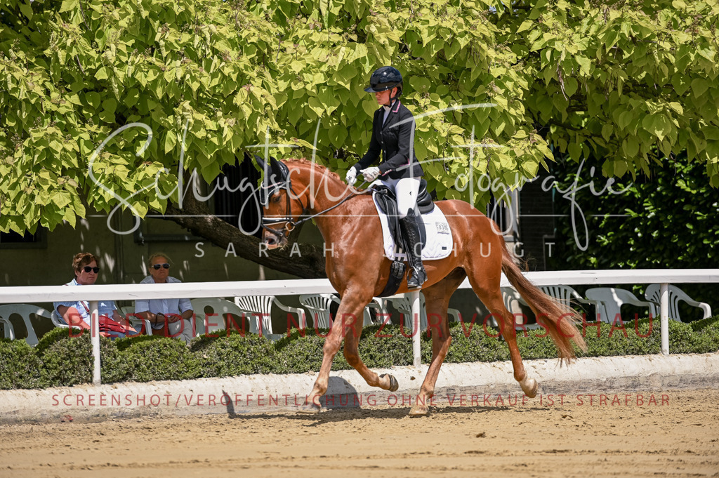 Schugtsche-Aluta25-48.Reitpferfdeprf.-264 | Schugtsche Fotografie - Realisiert mit Pictrs.com