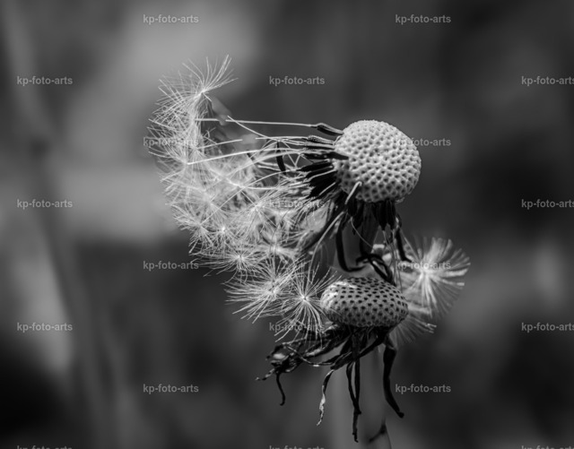 Pusteblume s_w-1 | kp-photogasse.de - Realisiert mit Pictrs.com