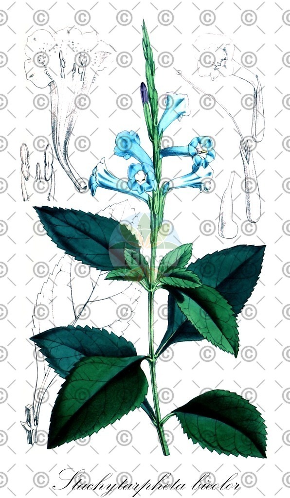 HistAbb_wfo-0001256971_1_ENZY_Simple | Historische Abbildung von Stachytarpheta bicolor - Verbenaceae | Historical Illustration of Stachytarpheta bicolor - Verbenaceae