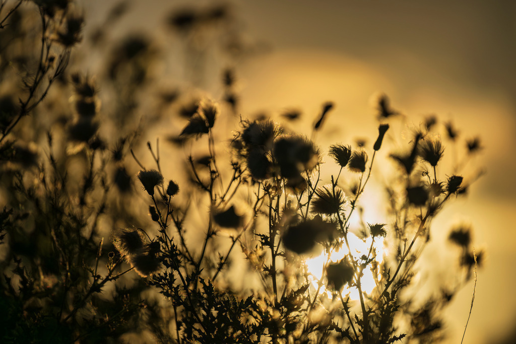 2025_08_16_HETLINGER SCHANZE SONNENUNTERGANG_MCP1329 | Hochwertig gedruckte Fotografien für die Wand, als Kalender und zum Verschenken. Hamburg & Norddeutschland und überall wo ich mit der Kamera unterwegs war.
