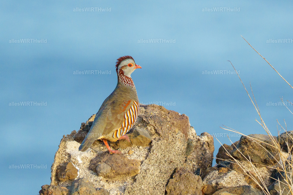 allesWIRTHgut Tierfotografie - allesWIRTHgut.de - 7IV07982 | Entdecke die faszinierende Welt der Natur- und Wildlife-Fotografie von Daniel und Bärbel. Inspirierende Bilder von wilden Tieren und kleinen Naturwundern.