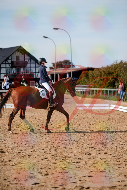 2026_10_03_Siefer-Hof_132844_Z63_89991240 | Professionelle Reitsport-, Turnier- und Eventfotografie von Robert Broda. Galerien mit ausgewählten und bearbeiteten Bildern direkt online ansehen und bestellen.