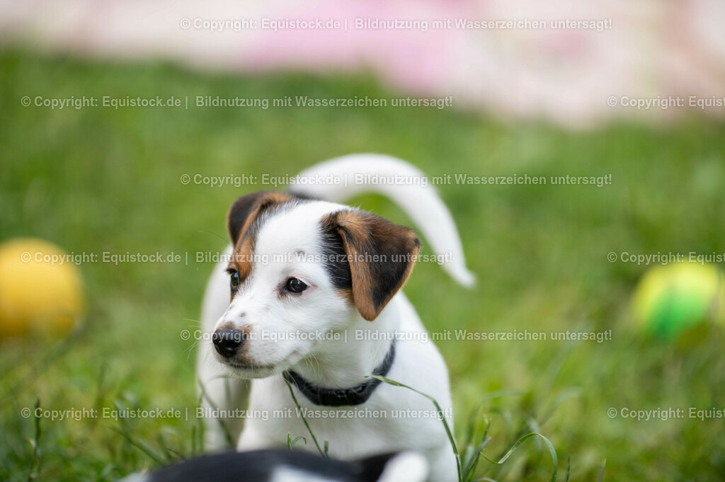 20210719_Welpen_0007 | equistock