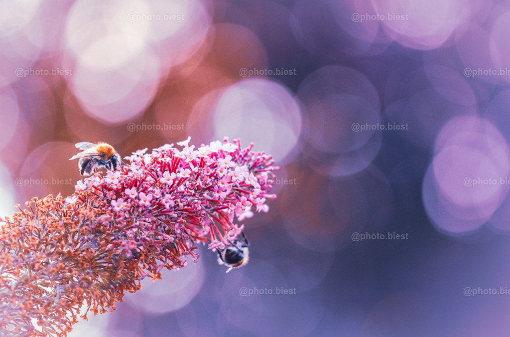 IMGC9194 | photobiest - Realisiert mit Pictrs.com