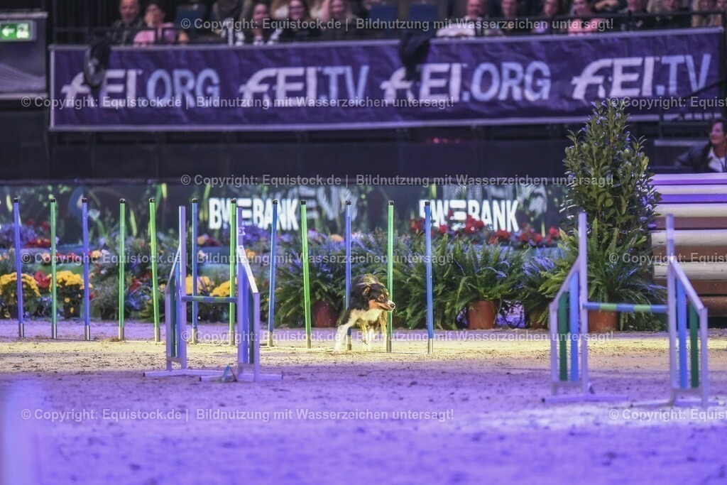 20231115_Dog-Agility_0141_TOMsPiC | Foto: Thomas Hartig