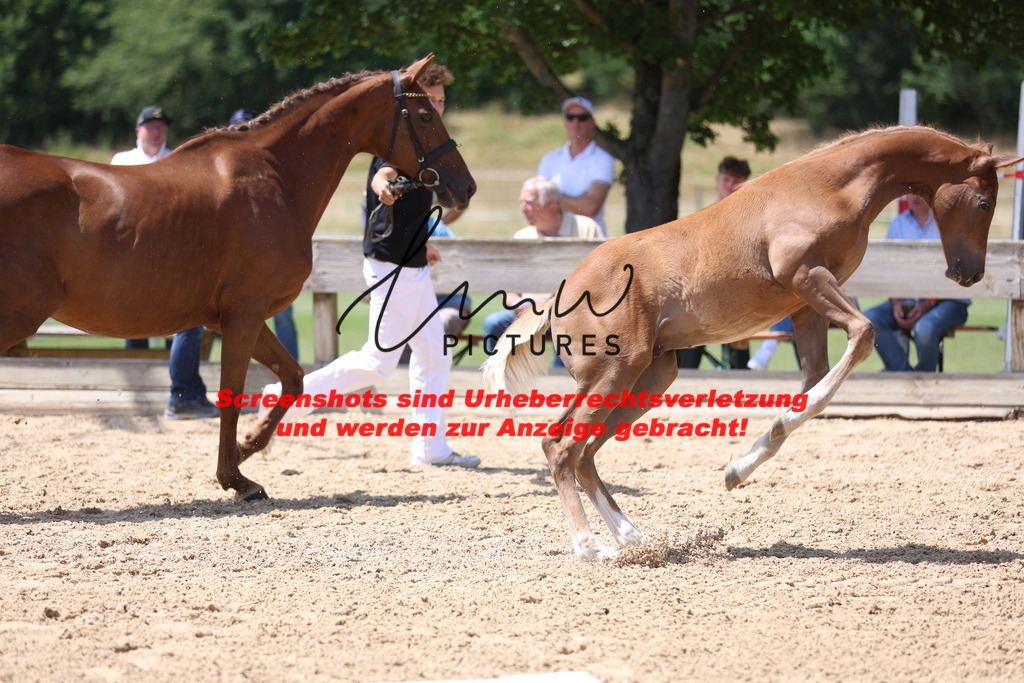 Fohlenschau_Schwäbisch_Hall_springbetonte_Fohlen_KN 54_4 | lmwpictures - Realisiert mit Pictrs.com