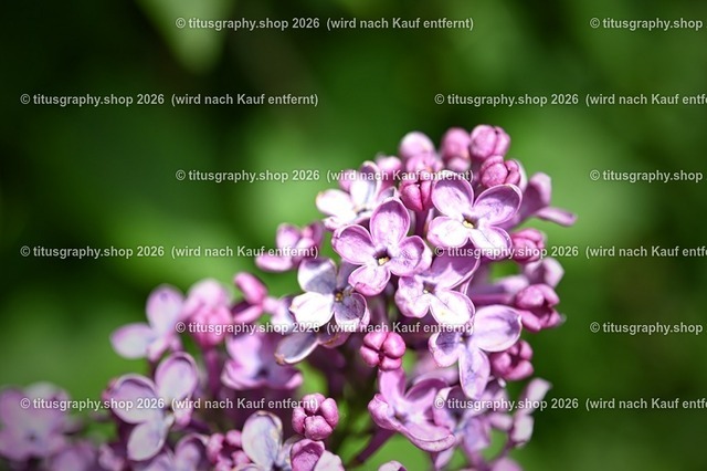 2026-05-17_titusgraphy-hdh_10_pe | titusgraphy-shop: Geschenkideen mit Qualitätsfotos. titusgraphy-shop: gift ideas with quality photos. titusgraphy-shop: idées cadeaux avec photos de qualité.  - Realisiert mit Pictrs.com