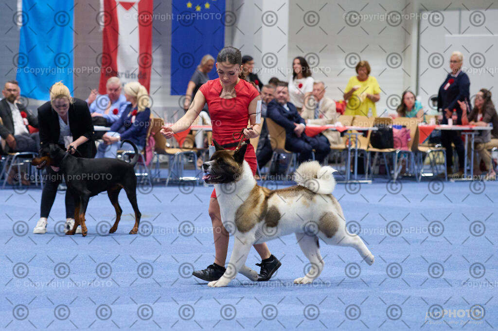 202406_ÖKV-IHA-Tulln24_DSC_3329 | proPHOTO - Realisiert mit Pictrs.com
