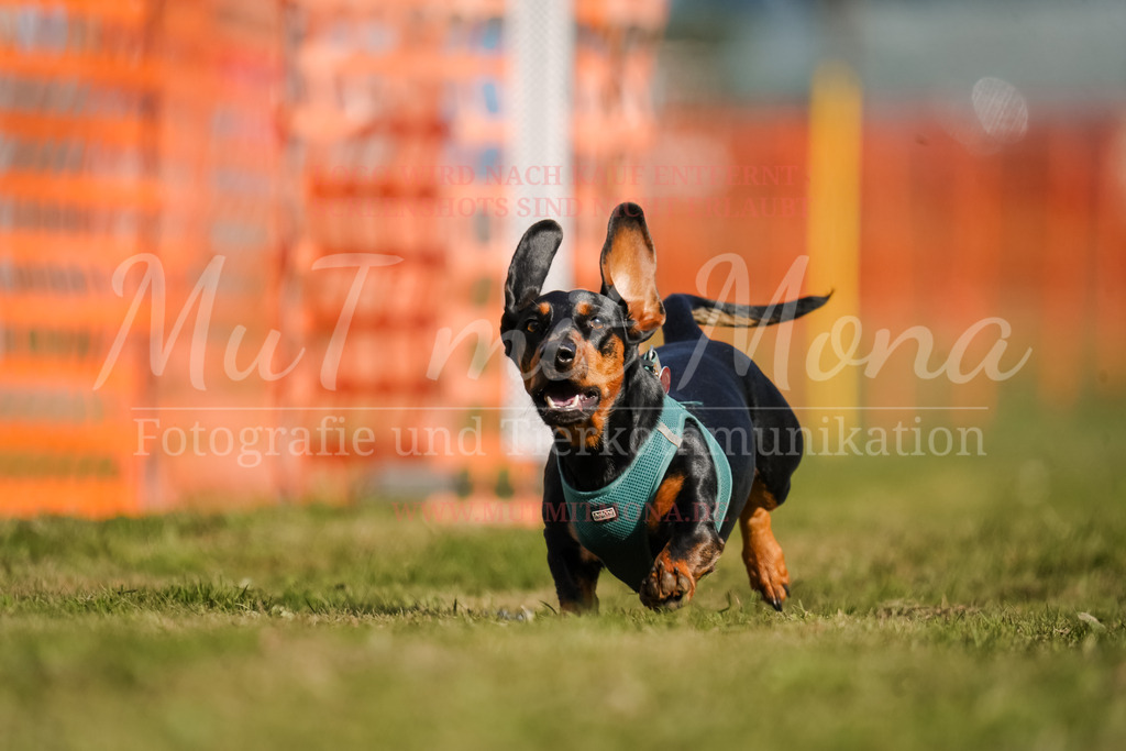 20250928_Hunderennen-255 | MuT (Mensch und Tier) mit Mona - Fotografie und Tierkommunikation - Realisiert mit Pictrs.com