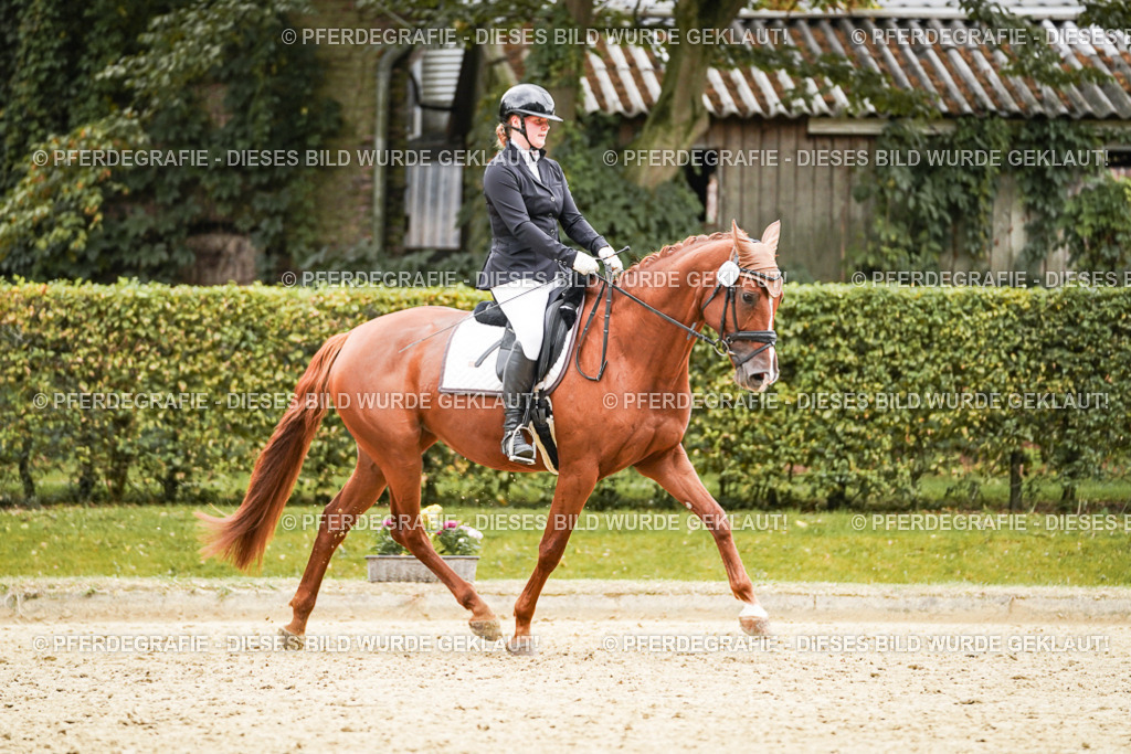 DSC08218 | Pferdegrafie