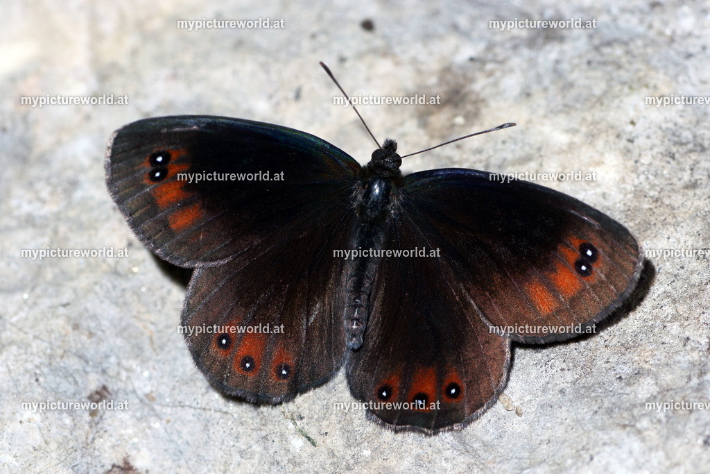 Erebia styx-005 | Das Bilderarchiv über Tiere, Planzen und Landschaften. In der Bilddatenbank finden Sie ein große Auswahl an hochwertigen Bilder für Ihre Werbung - Realisiert mit Pictrs.com